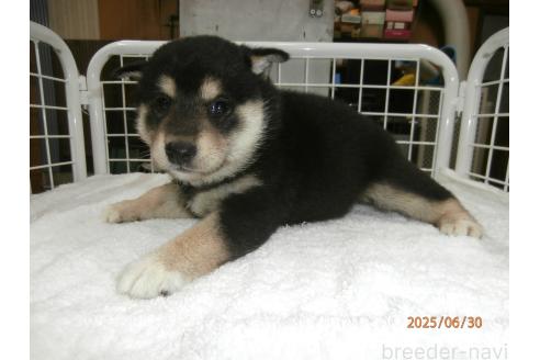 販売中の大阪府の柴犬-396761の3枚目